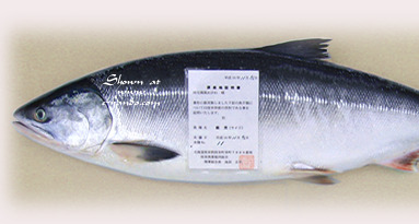 鮭児2.9kg