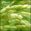8F䂪ۂ݂ттĂ܂